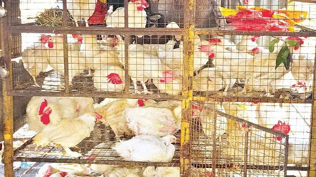  కొండెక్కిన కోడి  