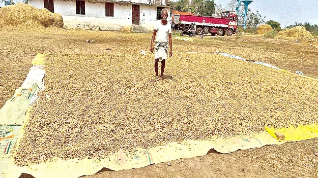 దిగుబడి ఉన్నా.. డీలా