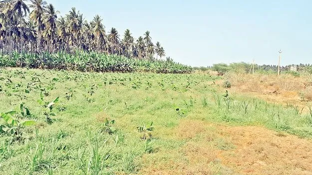 గట్టు స్వాహా!