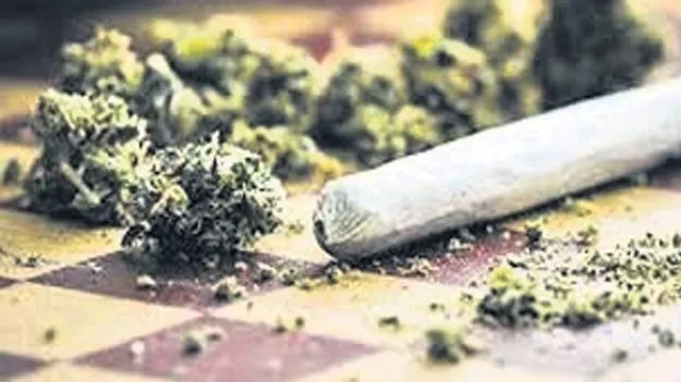 గంజాయి మత్తులో యువత చిత్తు