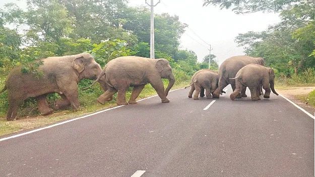 The majestic elephants have returned. మళ్లీ వచ్చిన గజరాజులు