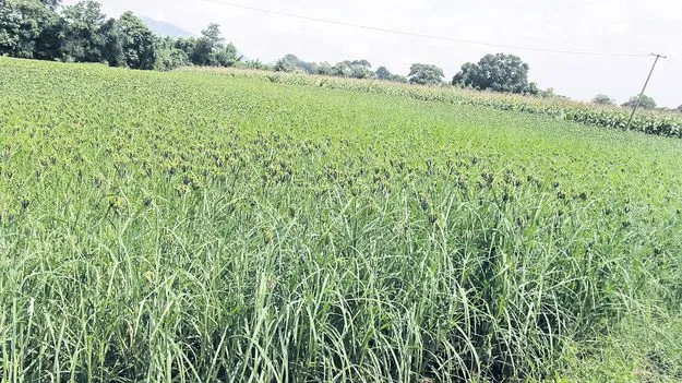 అందుబాటులో ఇంద్రావతి