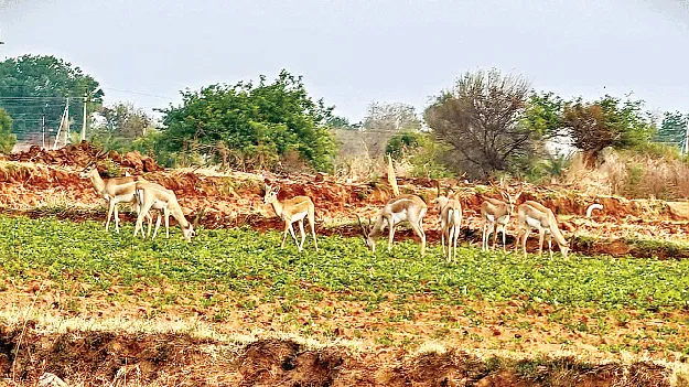 జింకల దండయాత్ర