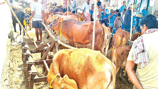   ఏఎస్‌కవిటిలో లేగదూడల ప్రదర్శన