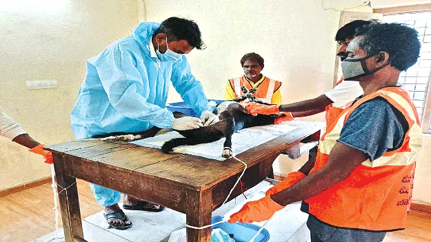 Will dog bites be controlled? కుక్కల బెడదకు   చెక్‌ పడనుందా?