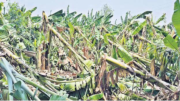 ఈదురుగాలులతో అరటి తోటలకు నష్టం