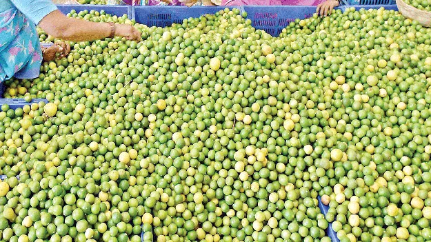 నిమ్మ ధర ఢమాల్‌