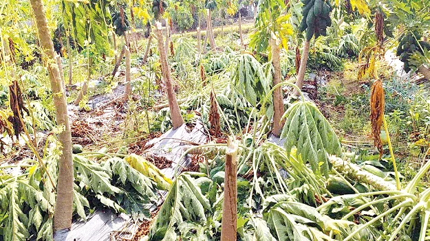 Trees  felled.. pillars toppled. చెట్లు నేలవాలి.. స్తంభాలు కూలి