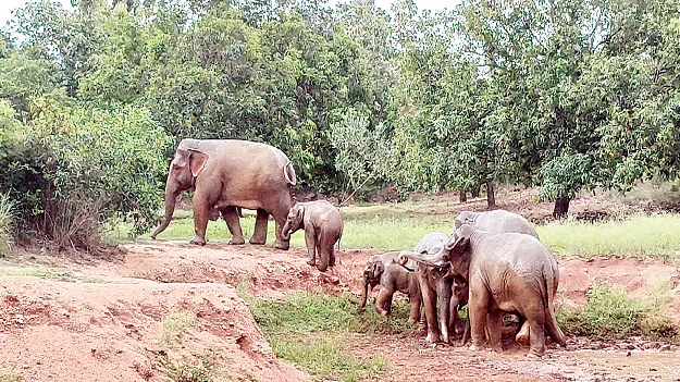 కదలని గజరాజులు 