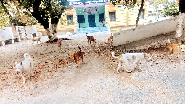 భౌబోయ్‌ 