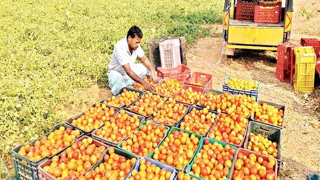 టామోటా.. ఊరట