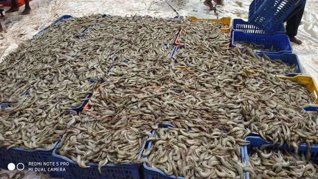 ఆక్వా రైతులపై ధరల బాంబ్‌ 