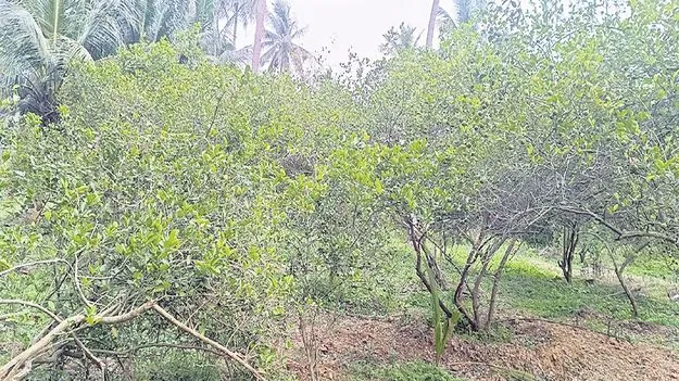 నిమ్మ రైతు ఖుషీ