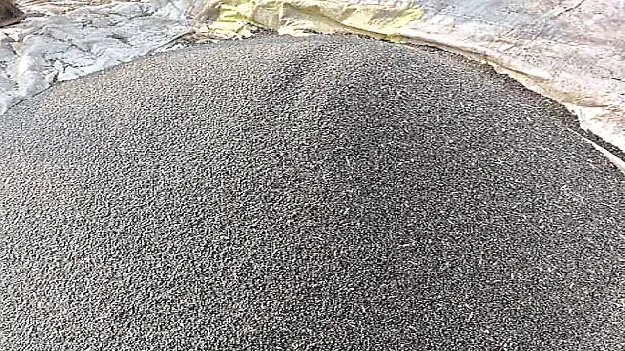 రైతును ముంచిన మినుము