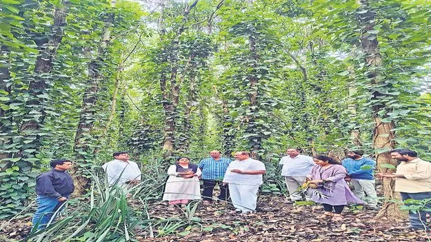మన్యంలో స్పైసెస్‌ బోర్డు సభ్యుడి పర్యటన 
