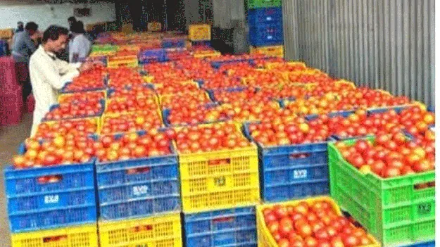 ఆశాజనకంగా టమోటా ధరలు 