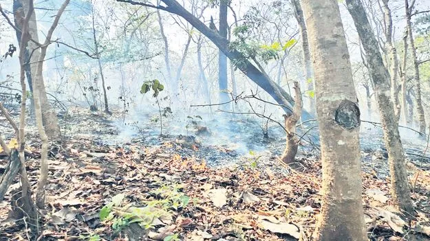 అడవికి నిప్పు