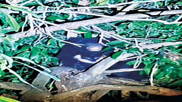 అనకాపల్లిలో ఎలుగుబంటి కలకలం