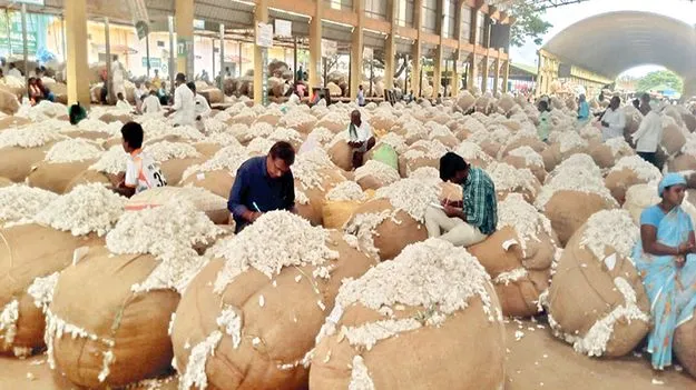 పెరిగిన పత్తి ధరలు