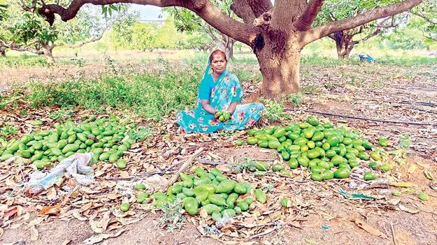 నేలరాలిన మామిడి 