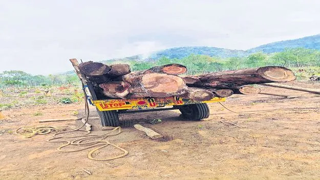 వివాదస్పద భూముల్లో చెట్ల నరికివేత