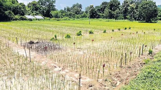 దేశవాళి వరి ప్రయోగాత్మక సాగు సక్సెస్‌