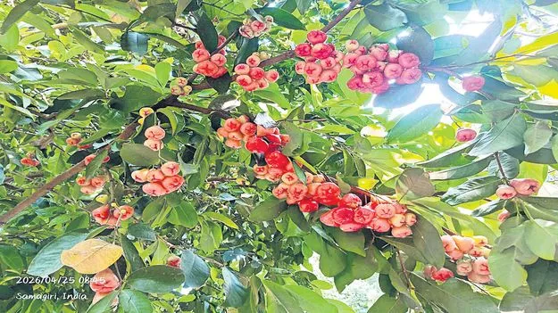 విరగ్గాసిన వాటర్‌ యాపిల్‌