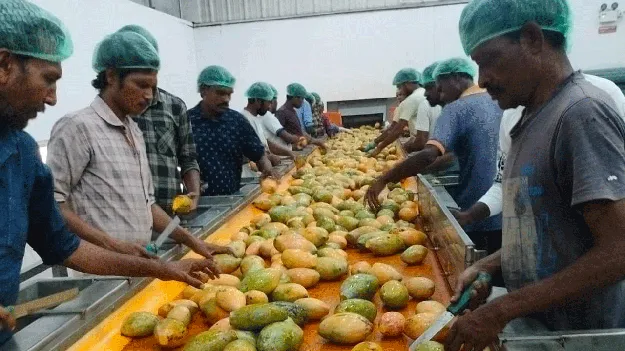 మామిడిపై యుద్ధమేఘాలు