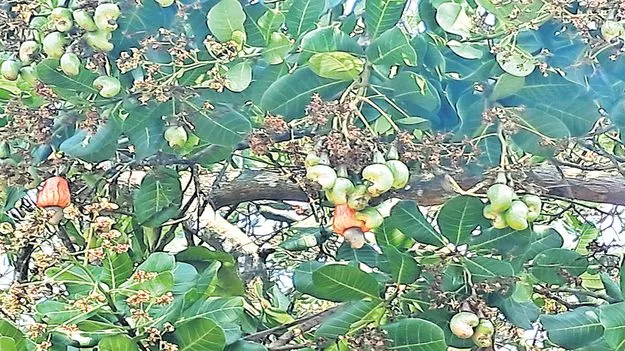 దళారుల చేతిలో రైతన్న దగా