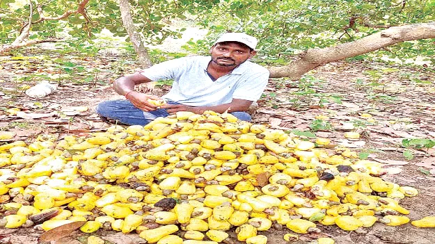 పిక్కా..పిక్కా.. ధర ఏదీ?