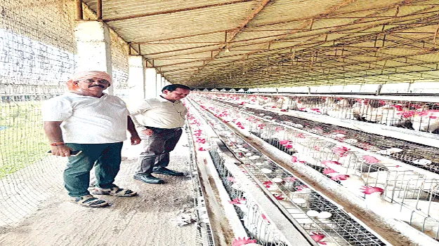 కోళ్ల రైతులను ఆదుకుంటాం 