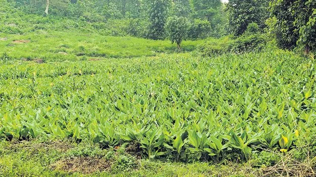 పసుపు పంటకు తెగుళ్ల బెడద
