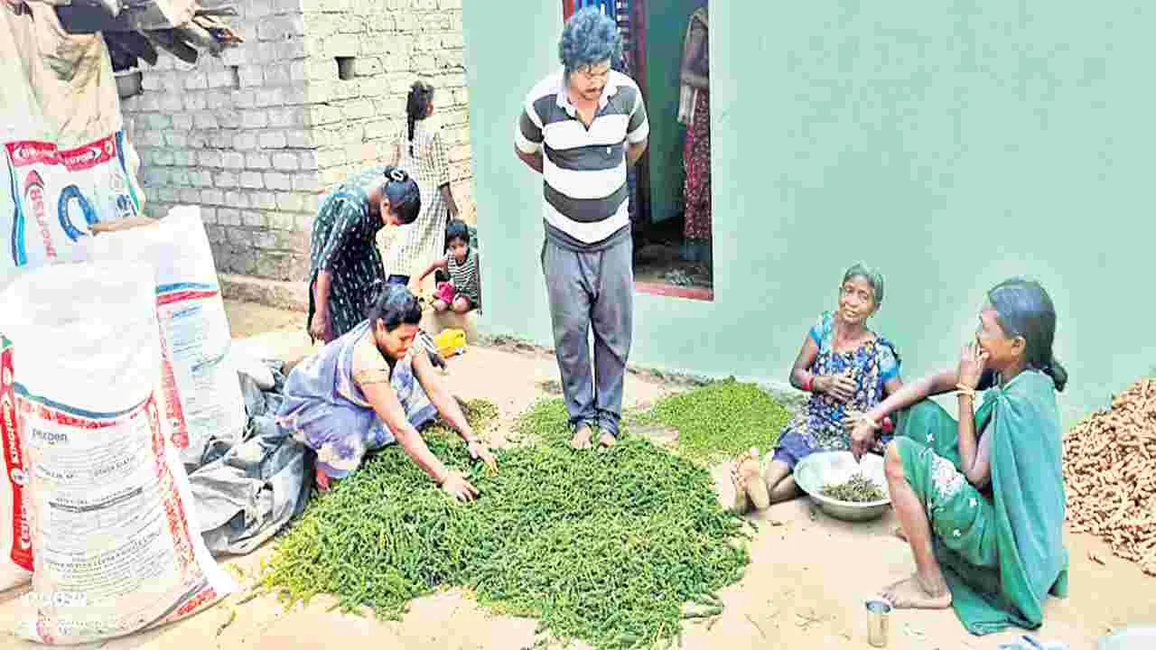 మిరియాలకు రికార్డు స్థాయి ధర