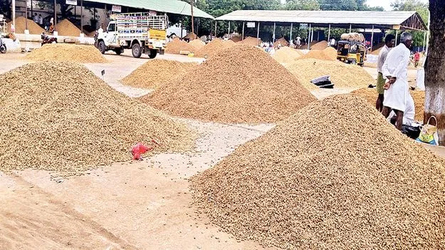 వ్యవసాయ మార్కెట్‌కు భారీగా వేరుశనగ 