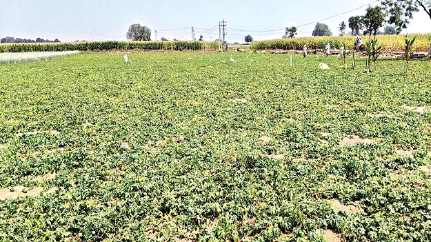 కూరగాయలకు ధరాఘాతం