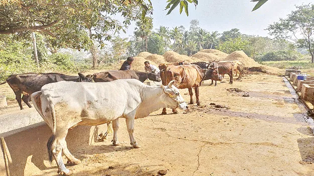పాడి ఎక్కువ.. దాణా తక్కువ