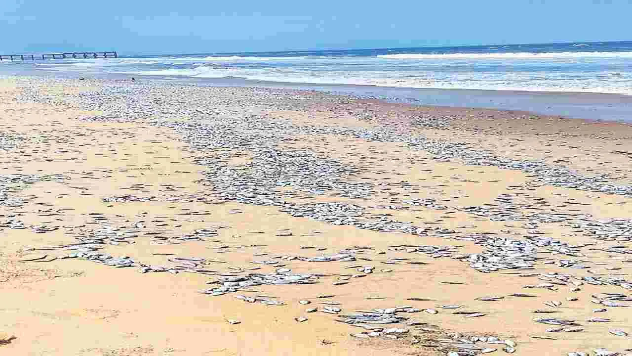 సముద్రంలో నాచు వల్లే చేపలు చనిపోయాయట!
