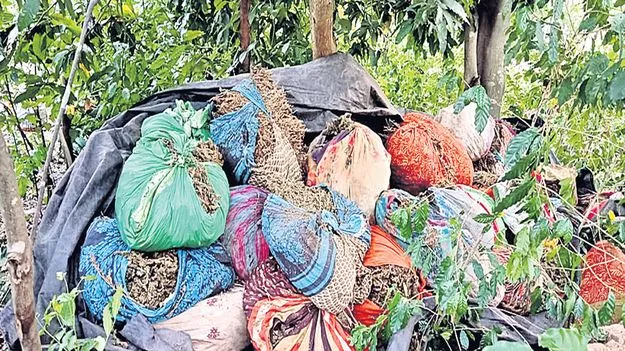 749 కిలోల గంజాయి స్వాధీనం