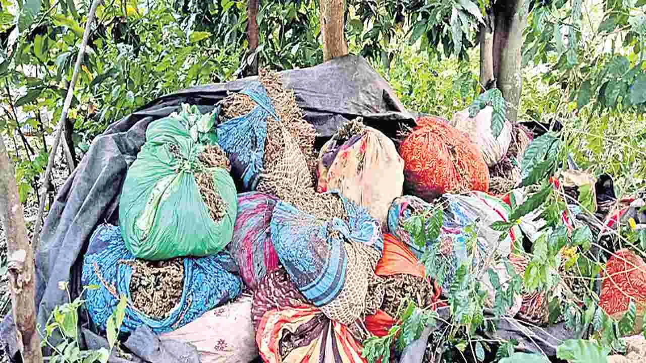 749 కిలోల గంజాయి స్వాధీనం