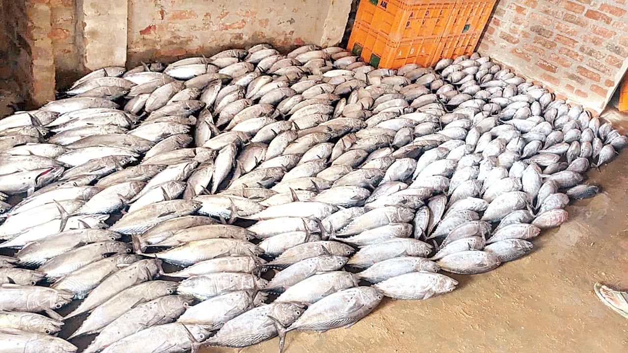  టూనా చేపలు వచ్చేశాయ్‌
