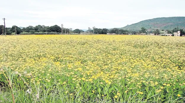 వలిసెలకు పునరుజ్జీవం