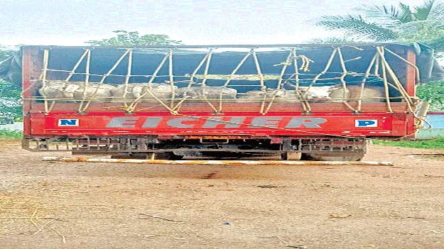 ఒకే వ్యాన్‌లో 20 పశువులు