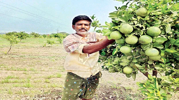 పండ్ల తోటల అభివృద్ధికి శ్రీకారం