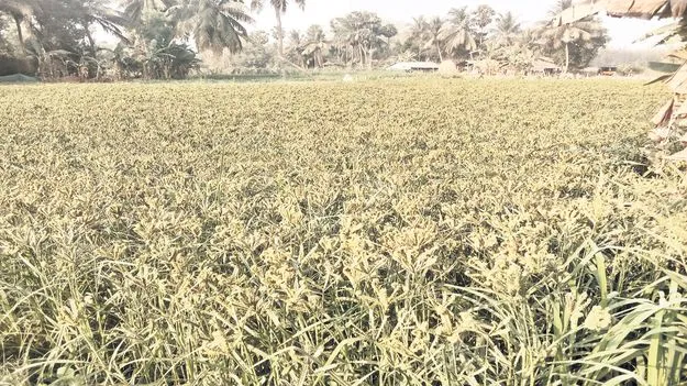 రాగి సాగుకు ఆసక్తి