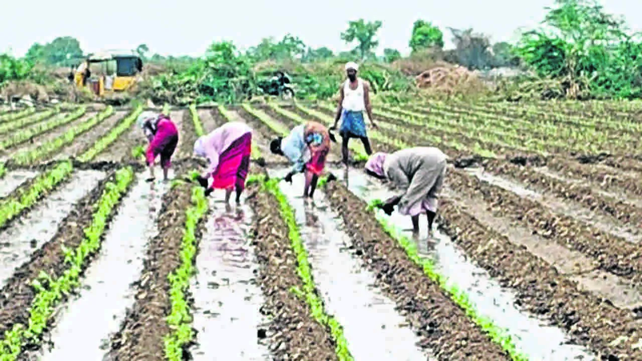 FARM: మిరప సాగు ప్రారంభం