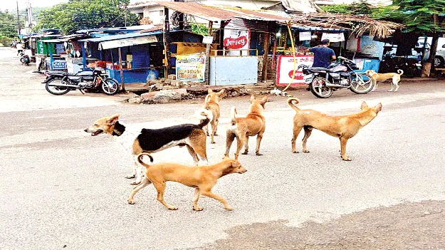 కాటేస్తున్నాయ్‌!