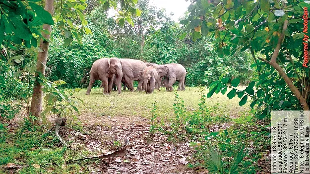 ఏనుగుల స్వైరవిహారం