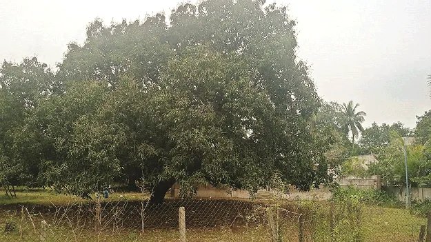 మొగల్తూరు మామిడీలా