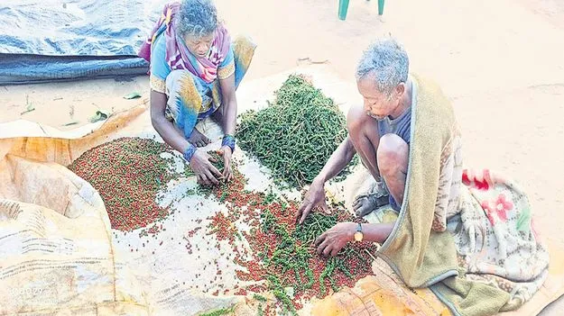 ఆశాజనకంగా మిరియాల ధర