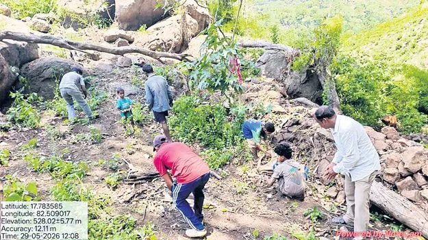 మన్యంలో 50 శాతం పచ్చదనం పెంపు 